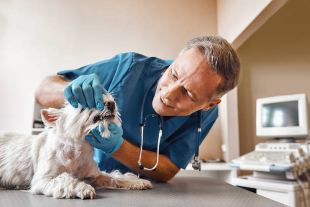 Best Broken or Chipped Tooth Repair in Humansville, MO